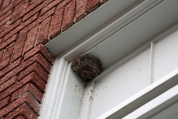 We provide a wasp nest removal service for domestic and commercial properties in Aberystwyth.