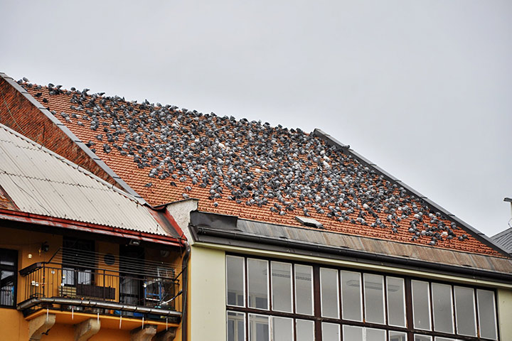 A2B Pest Control are able to install spikes to deter birds from roofs in Aberystwyth. 